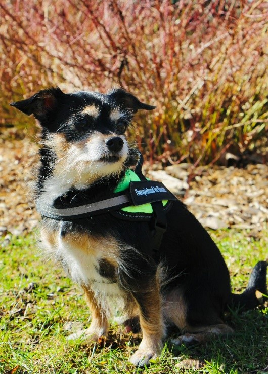 Therapiehund Apoll im Grünen